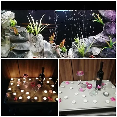 Apartment Vida